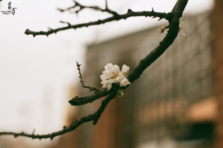 Nikon FM2 · Carl Zeiss Planar T* 50mm F1.4