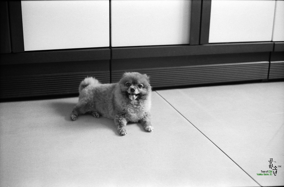 [TMAX/400] Yashica GSN 첫 자가현상 사진 10
