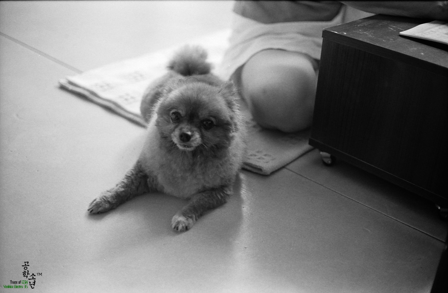 [TMAX/400] Yashica GSN 첫 자가현상 사진 12