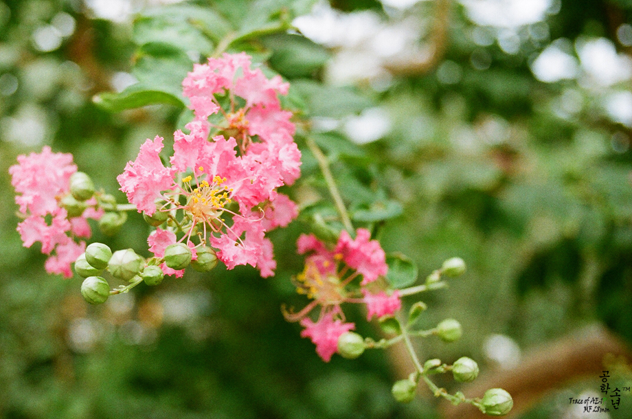 AE-1P를 보내면서..함께한 마지막 필름 사진 9