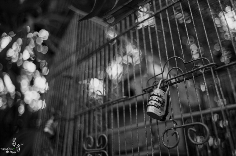 Canon AE-1 Program · Canon FD 28mm
