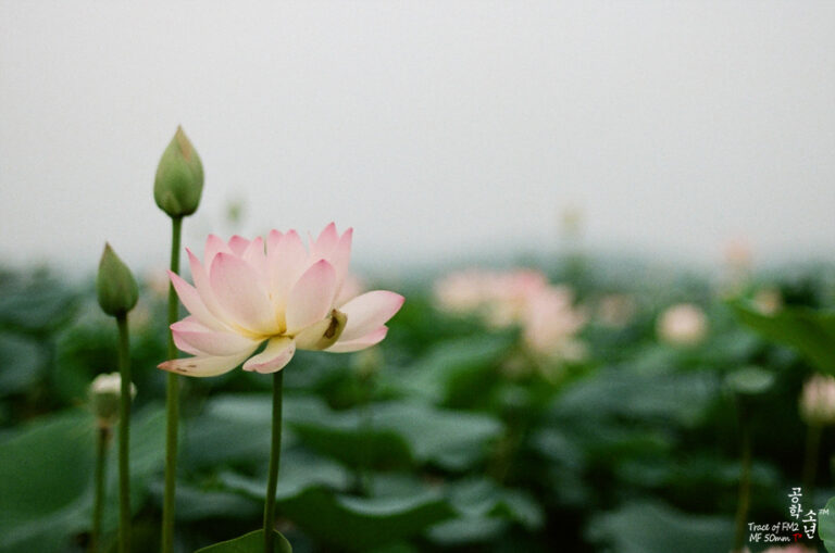 Nikon FM2 · Carl Zeiss Planar T* 50mm F1.4