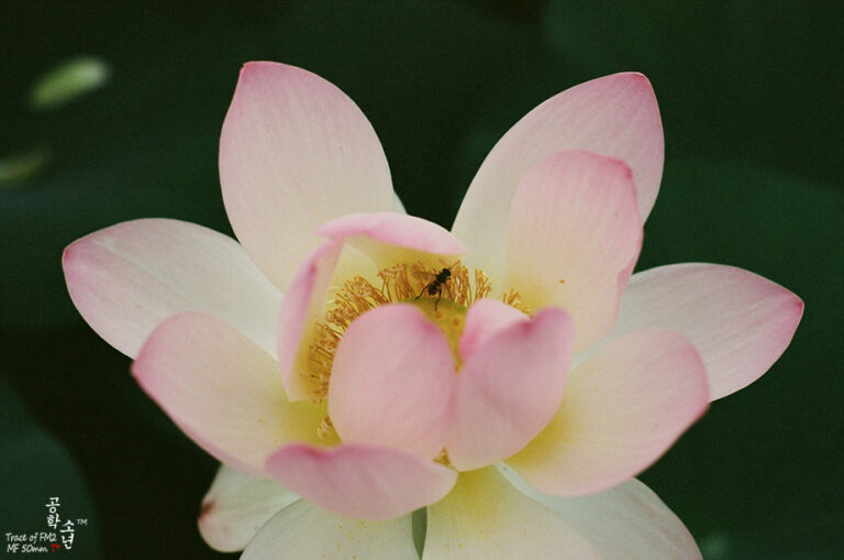 Nikon FM2 · Carl Zeiss Planar T* 50mm F1.4