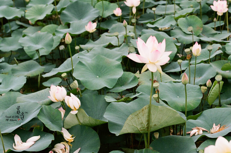 Nikon FM2 · Carl Zeiss Planar T* 50mm F1.4