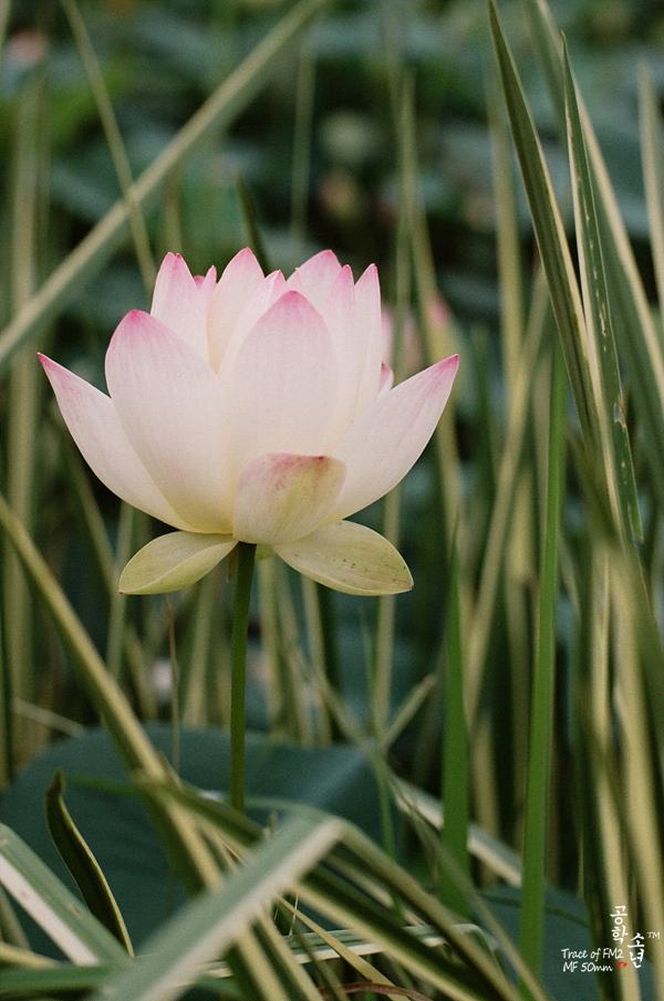 Nikon FM2 · Carl Zeiss Planar T* 50mm F1.4
