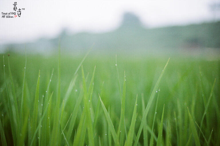 Nikon FM2 · Carl Zeiss Planar T* 50mm F1.4
