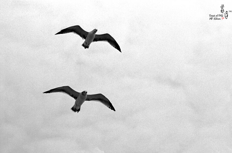 Nikon FM2 · Carl Zeiss Planar T* 50mm F1.4