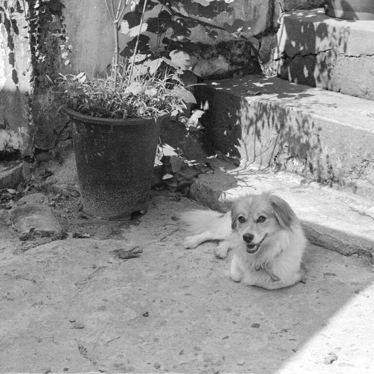 Nikon FM2 · Carl Zeiss Planar T* 50mm F1.4