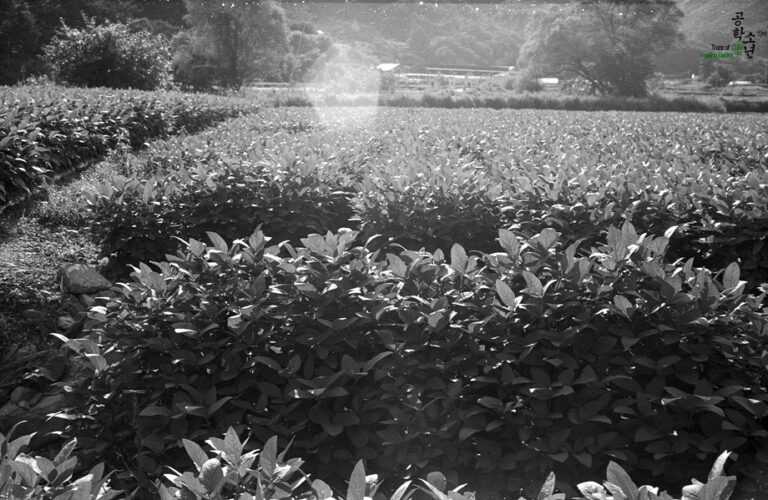 Yashica GSN · Yashinon