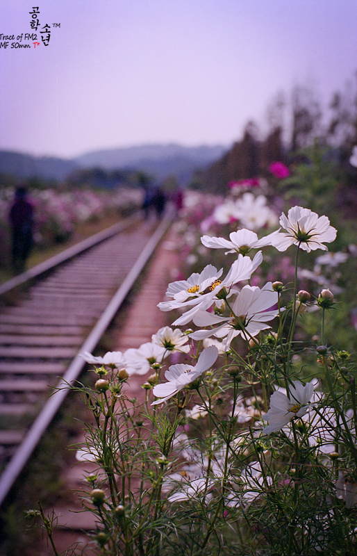Nikon FM2 · Carl Zeiss Planar T* 50mm F1.4