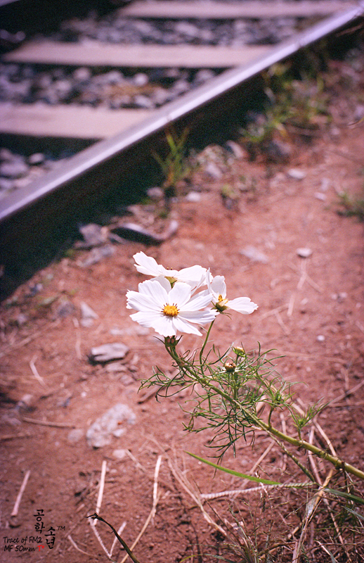 Nikon FM2 · Carl Zeiss Planar T* 50mm F1.4