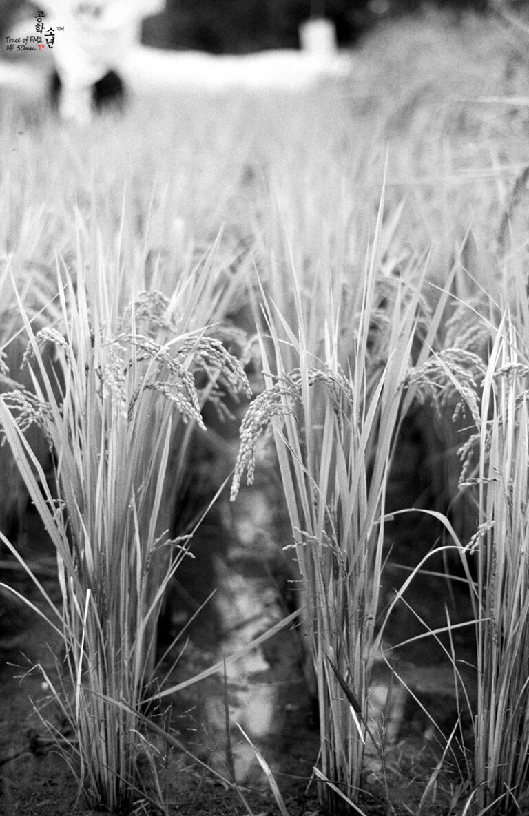 Nikon FM2 · Carl Zeiss Planar T* 50mm F1.4