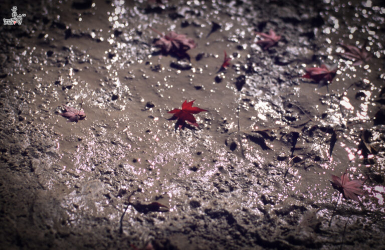 Nikon FM2 · Carl Zeiss Planar T* 50mm F1.4