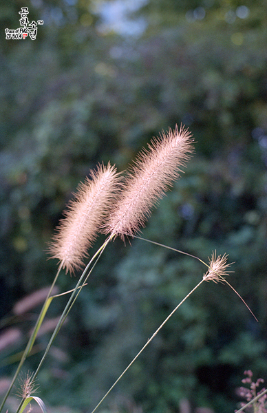 Nikon FM2 · Carl Zeiss Planar T* 50mm F1.4