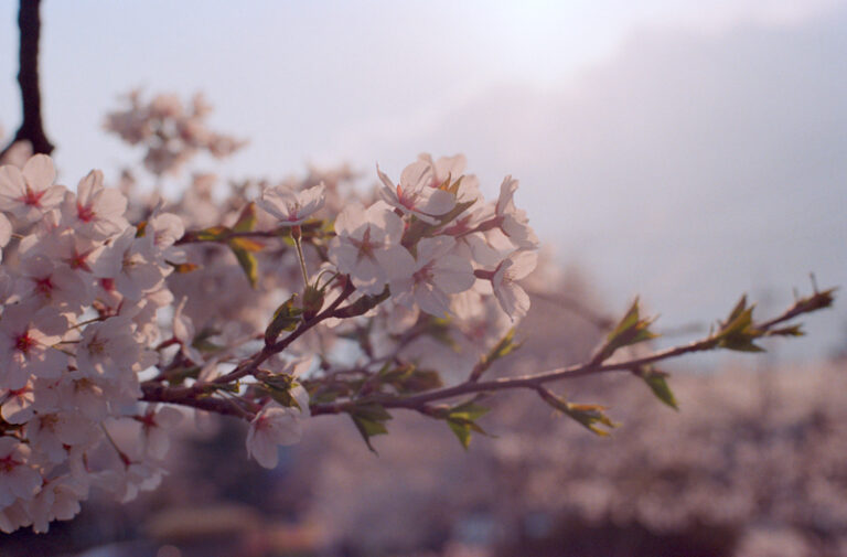 Nikon FM2 · Carl Zeiss Planar T* 50mm F1.4