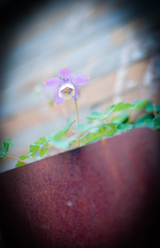 Nikon FM2 · Carl Zeiss Planar T* 50mm F1.4