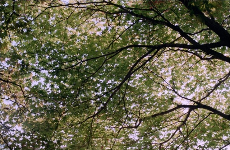 Nikon FM2 · Carl Zeiss Planar T* 50mm F1.4