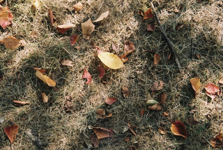 Rollei 35 · Carl Zeiss Tessar 40mm F3.5