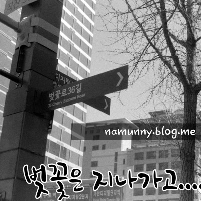 벚꽃은 지나가고 사진 1