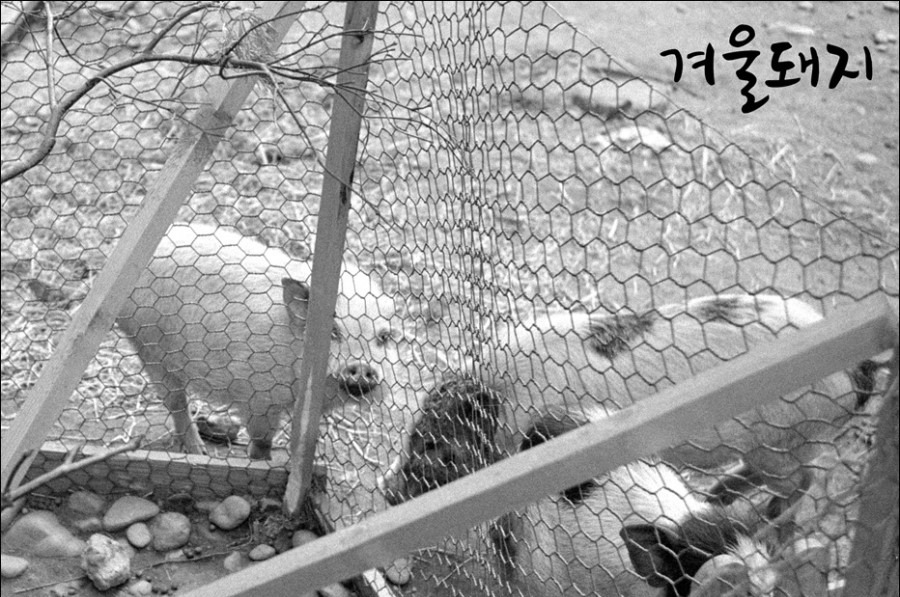 벚꽃은 지나가고 사진 4