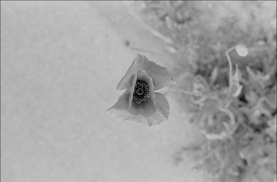 양귀비 – 20150608 – 사진 2