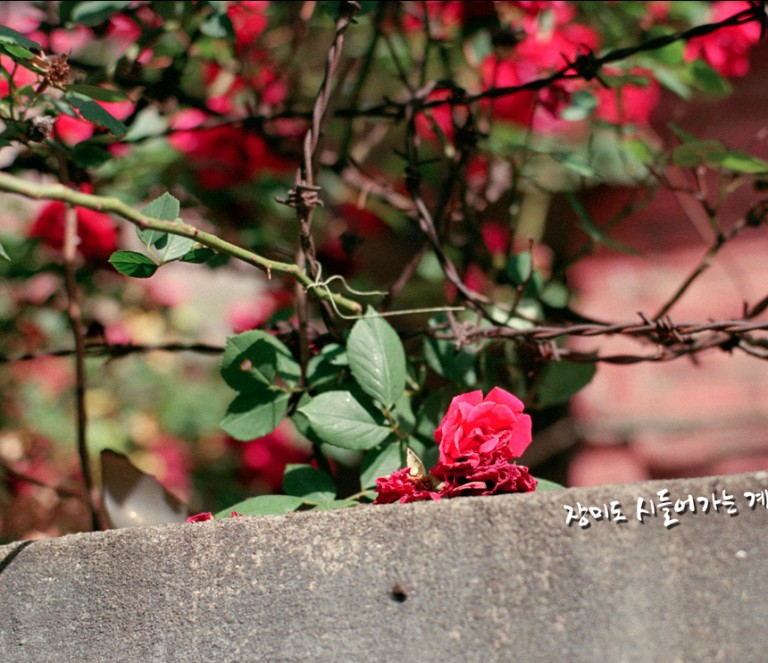 Nikon FM2 · Carl Zeiss Planar T* 50mm F1.4