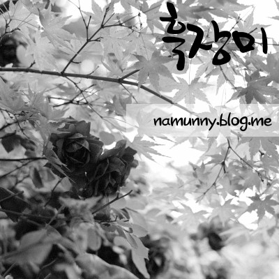 흑장미 사진 1