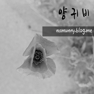 양귀비 – 20150608 – 사진 1