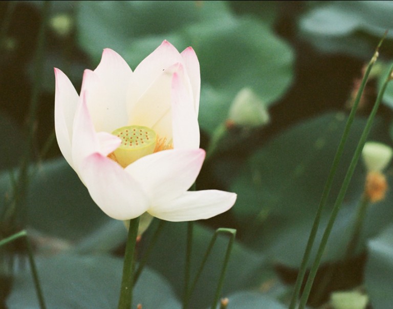 Nikon FM2 · Carl Zeiss Planar T* 50mm F1.4