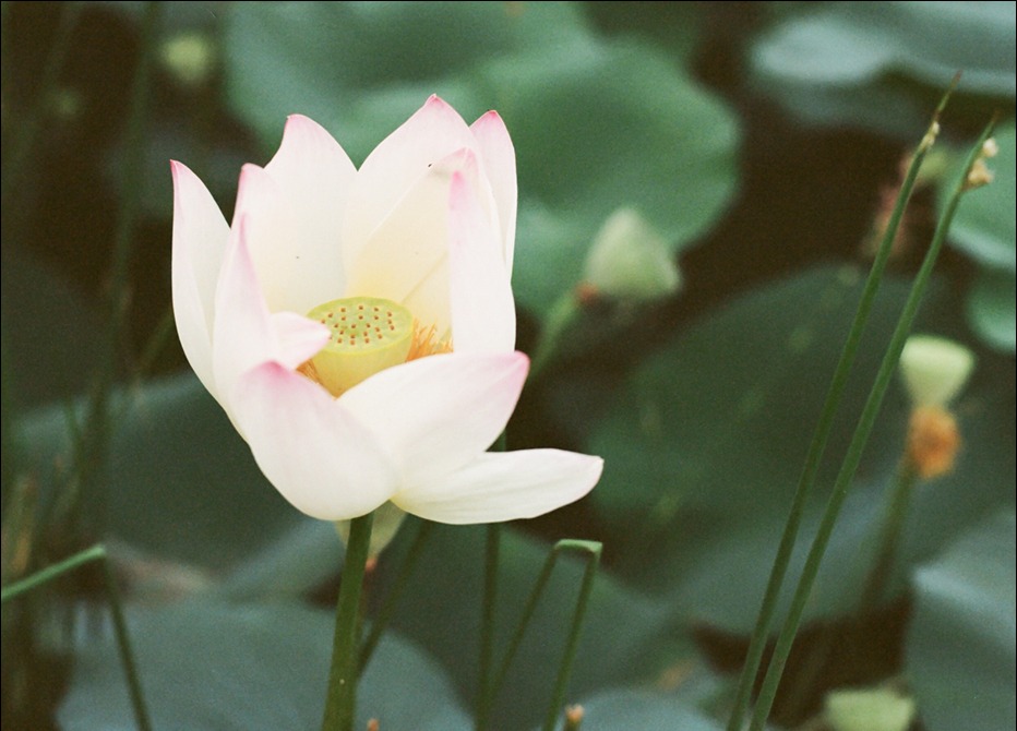 지난날의 연꽃 사진 2