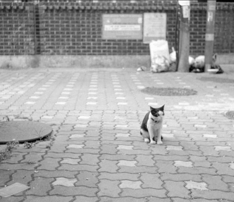Rollei 35 · Carl Zeiss Tessar 40mm F3.5