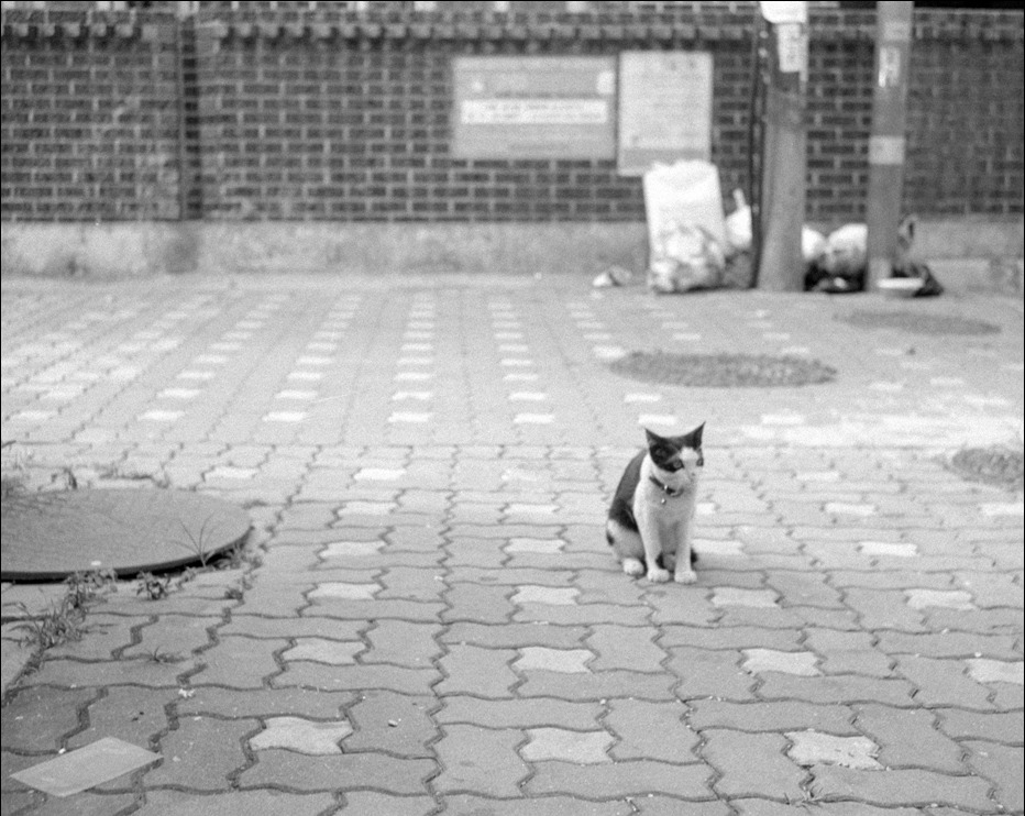AGFA APX 100 Professional (아그파 흑백필름) 사진 9