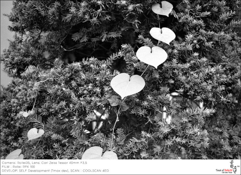 Rollei 35 · Carl Zeiss Tessar 40mm F3.5