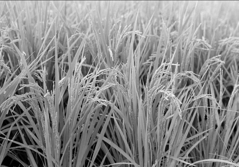 Nikon FM2 · Carl Zeiss Planar T* 50mm F1.4