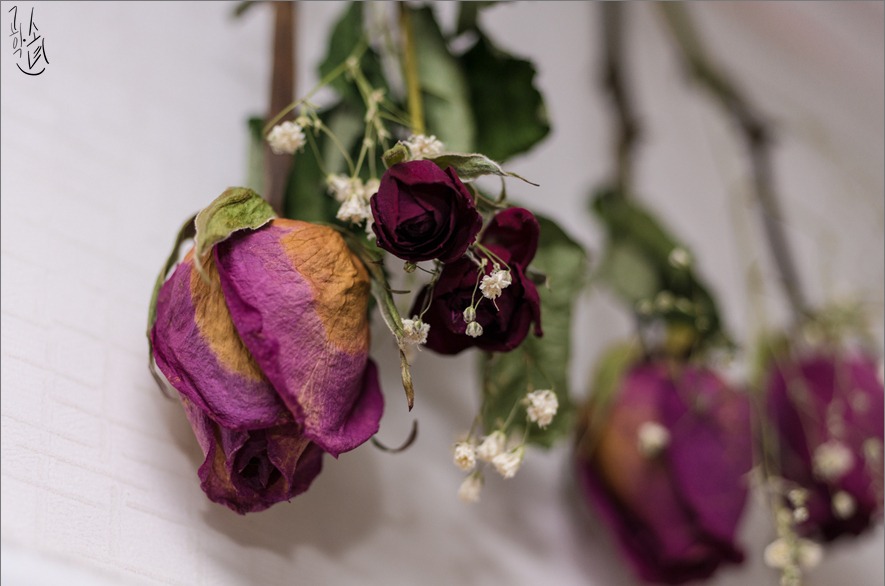 [렌즈 분해 청소] Nikkor-Macro MF 55mm F/2.8 ai-s