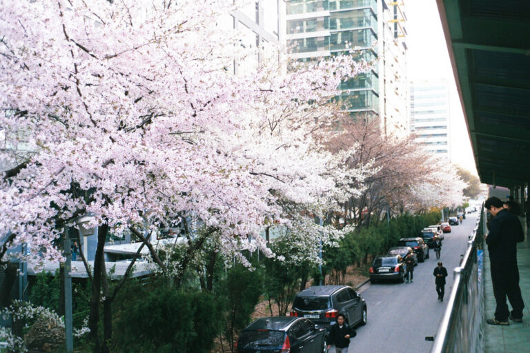 때늦은 벚꽃 향연 By C200