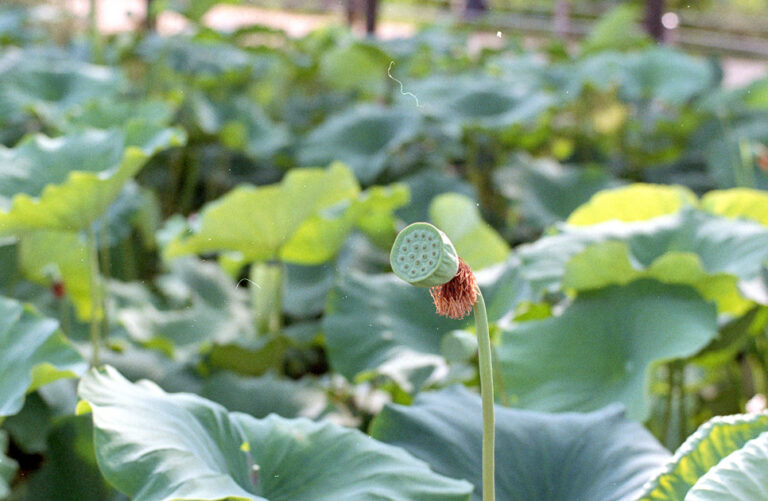 Nikon FM2 · Carl Zeiss Planar T* 50mm F1.4