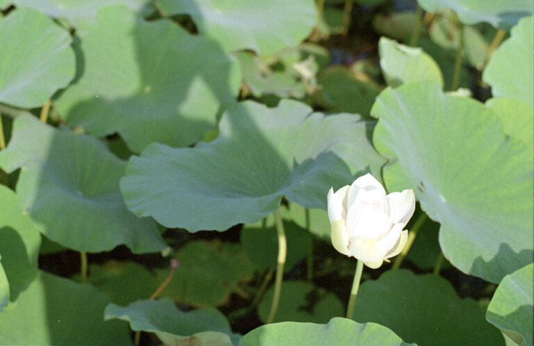Nikon FM2 · Carl Zeiss Planar T* 50mm F1.4