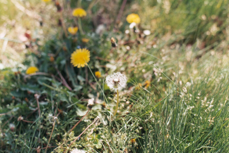 Leica M3 · Voigtlander Nokton 40mm F1.2