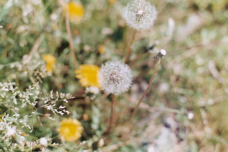 Leica M3 · Voigtlander Nokton 40mm F1.2