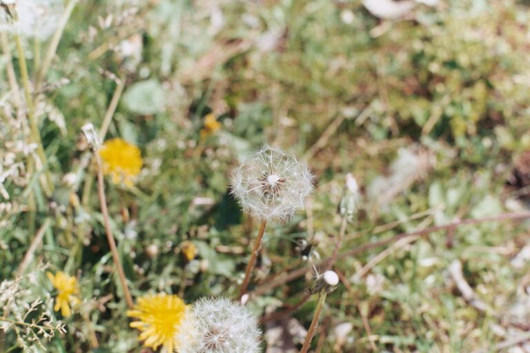 민들레홀씨