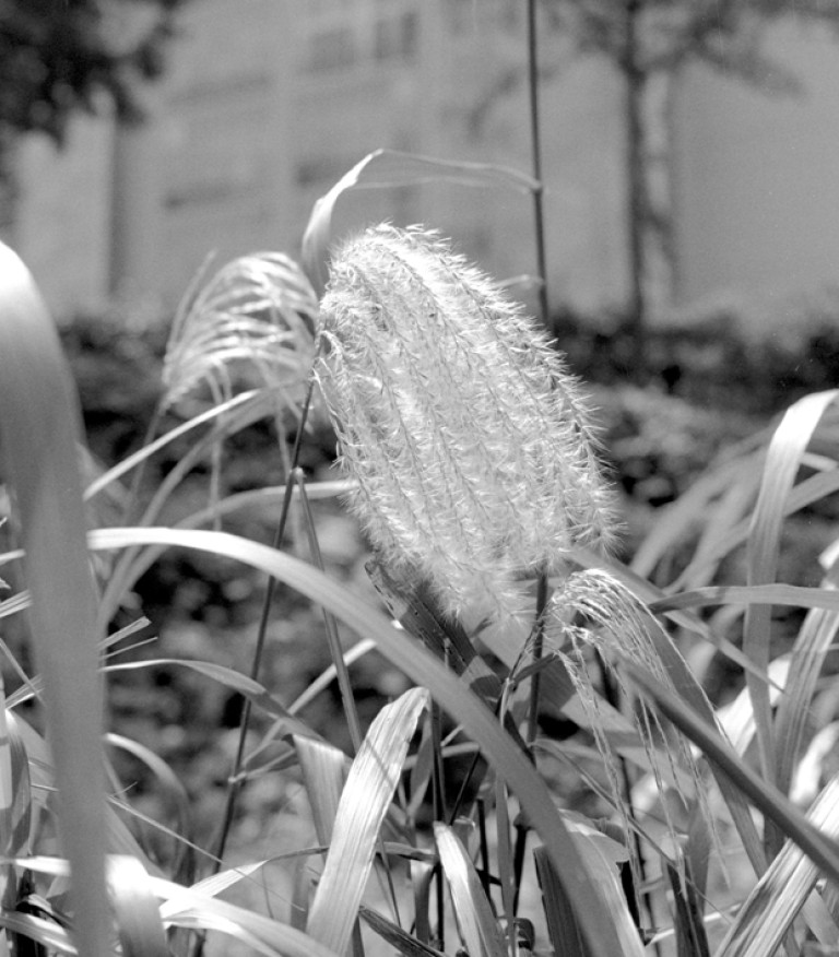 Nikon FM2 · Carl Zeiss Planar T* 50mm F1.4