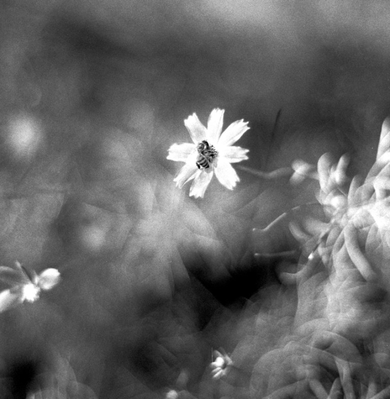 Nikon FM2 · Carl Zeiss Planar T* 50mm F1.4