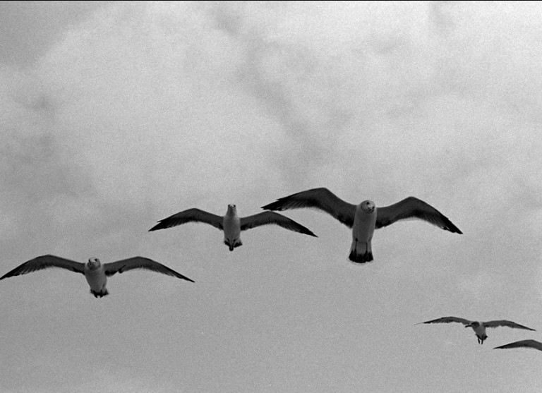 Nikon FM2 · Nikkor MF 50mm F1.4